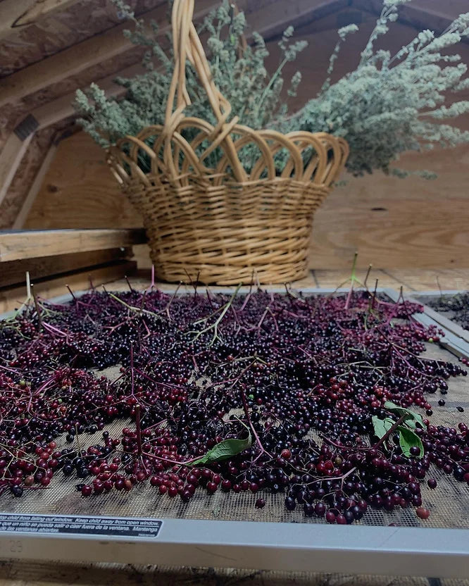 Preserving Your Harvest
