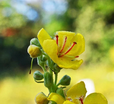 Surprising Mullein Tea Benefits