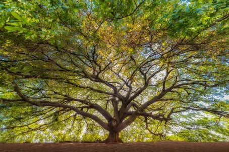 Rainforest Relief with Copaiba Essential Oil!