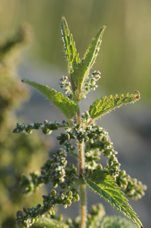Stinging Nettle - Friend for Life
