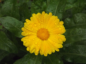 Calendula: uses and forms
