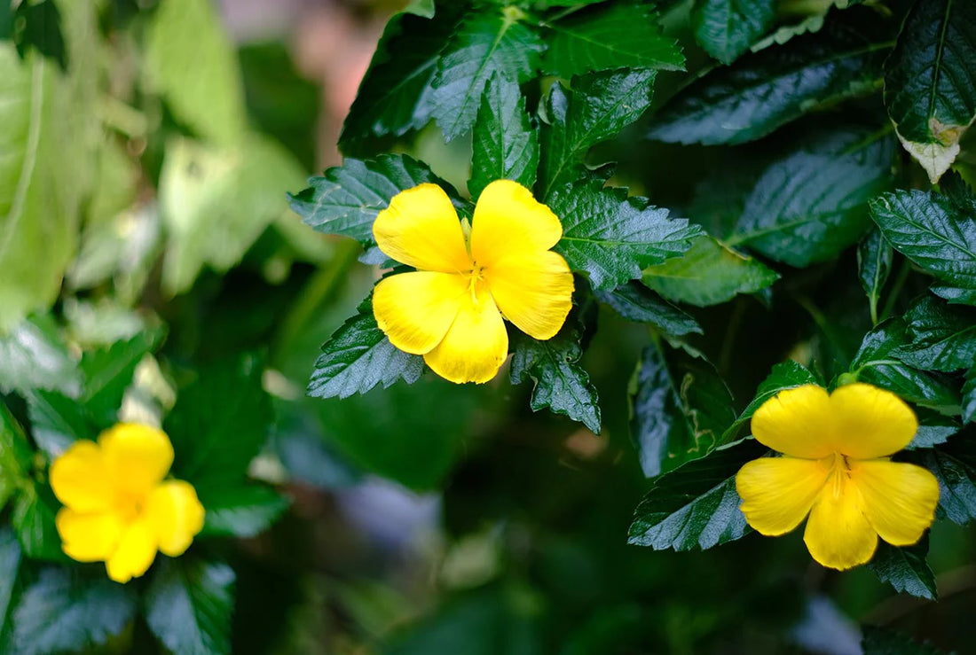 Damiana