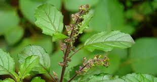 Tulsi (Holy Basil)