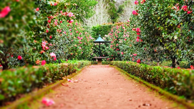 Rows of Rose