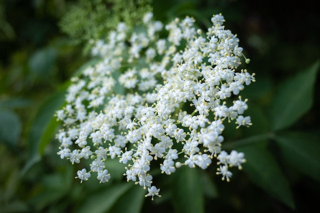 The Science of Elderberry