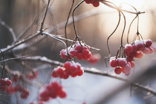 Winterizing Your Herbs