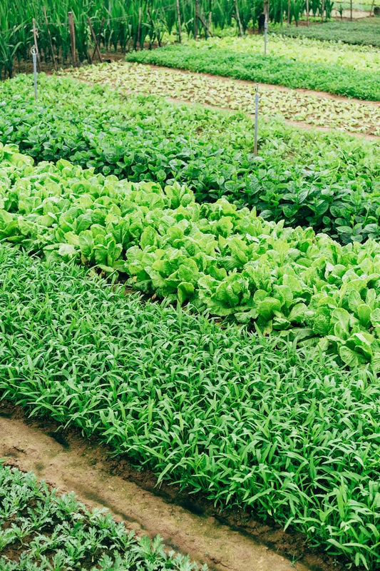 The “CARDINAL DIRECTIONS” of Gardening