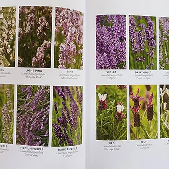 The Lavenders Lovers Handbook