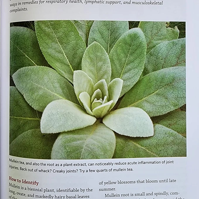 Midwest Medicinal Plants
