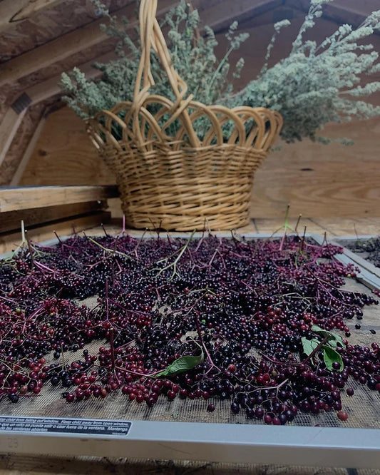 Preserving Your Harvest