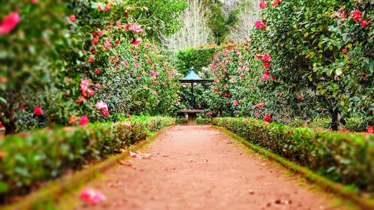 Rows of Rose