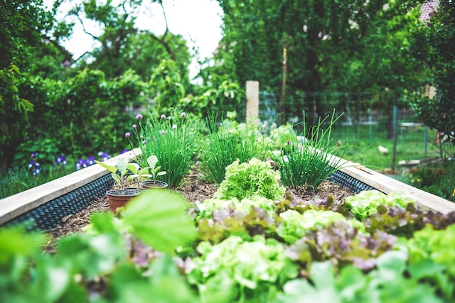Creating Your Herb Garden