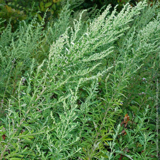 More about Mugwort
