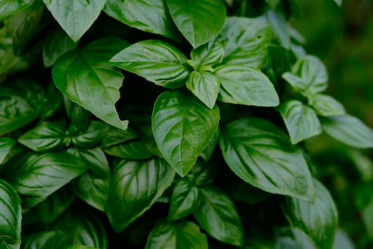 Basics of Basil