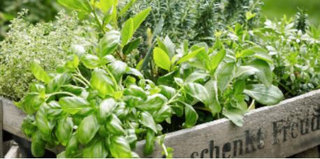Plan Your Herb Garden Event
